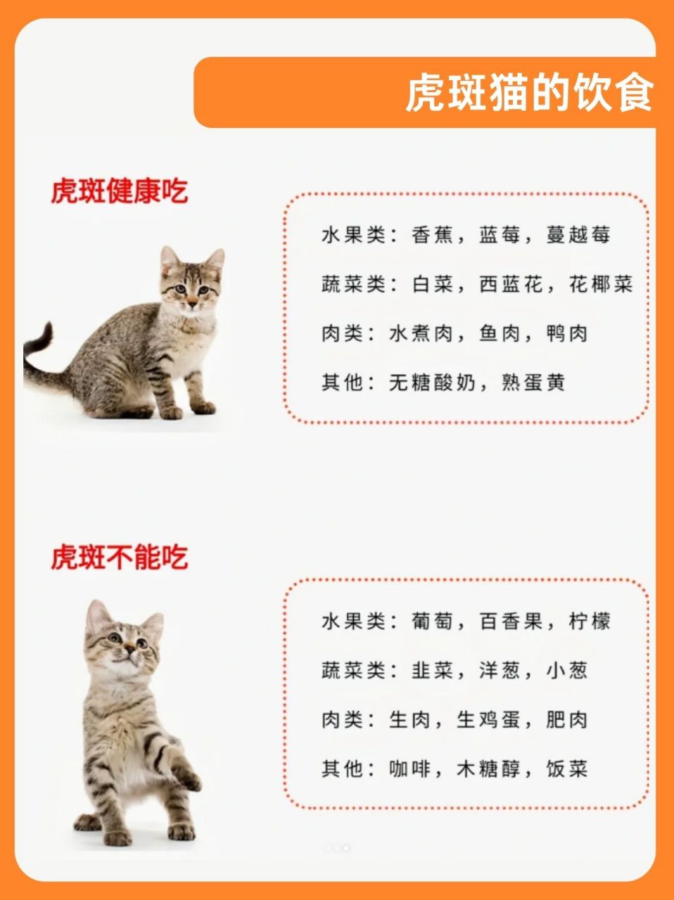 虎纹猫是何品种图片