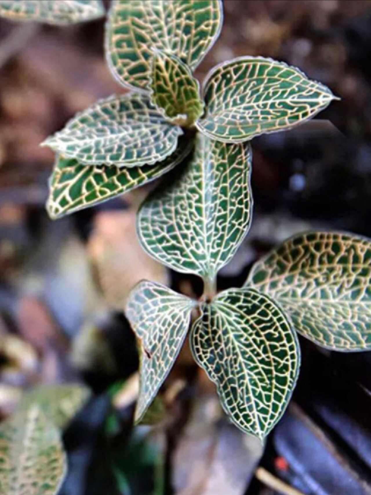 金线莲图片 最近工作太忙,天.@小谭侃世界的动态