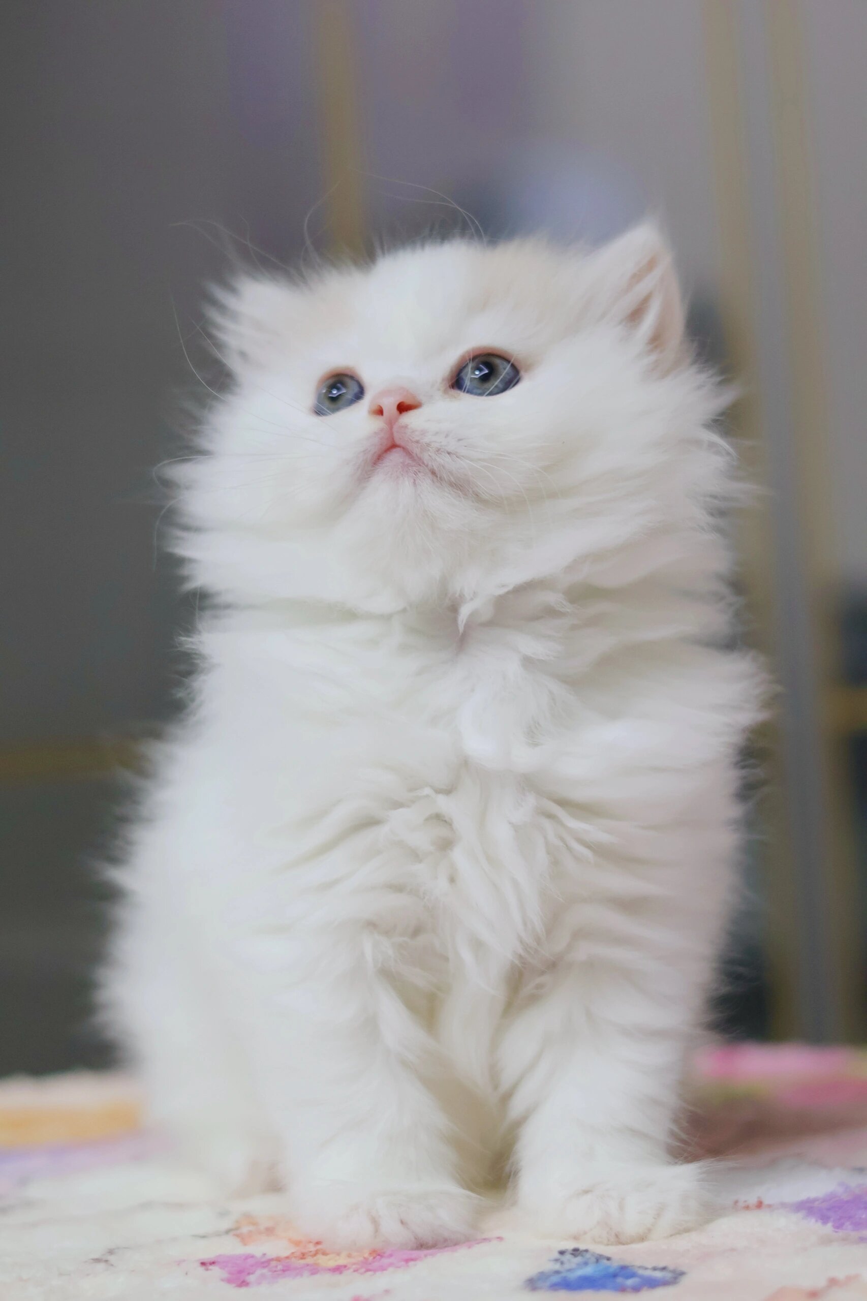 让他们知道我其实也喊酌ò酌ㄍ计酌ū谥桨酌ㄍ计咔灏 猫可爱白猫