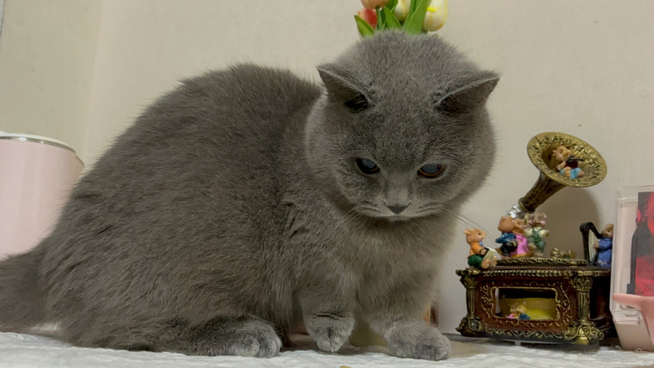 委屈脸小蓝猫的故事  96这只小蓝猫是我生活中的一大乐趣,它那圆