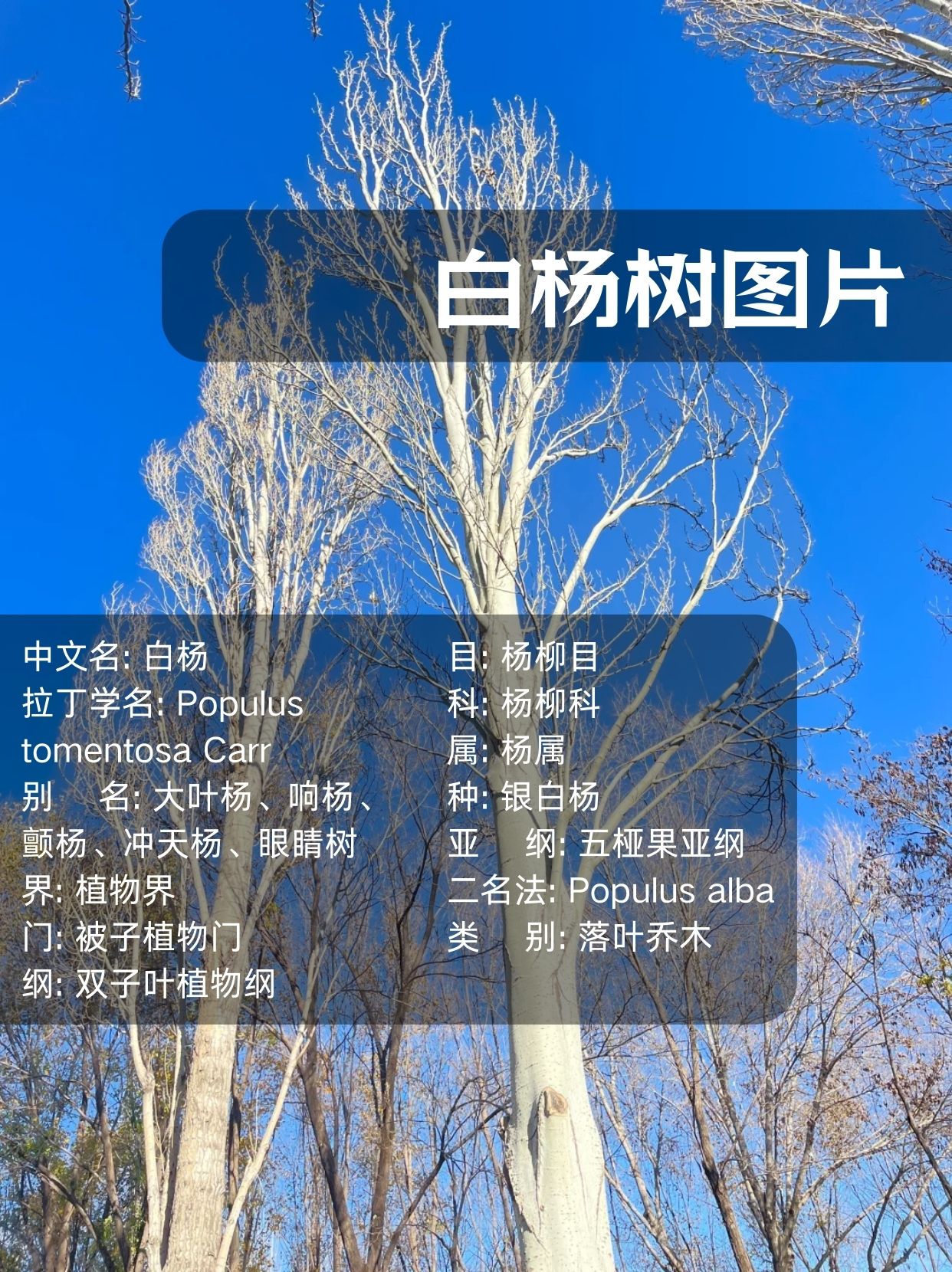 白杨树图片  白杨树