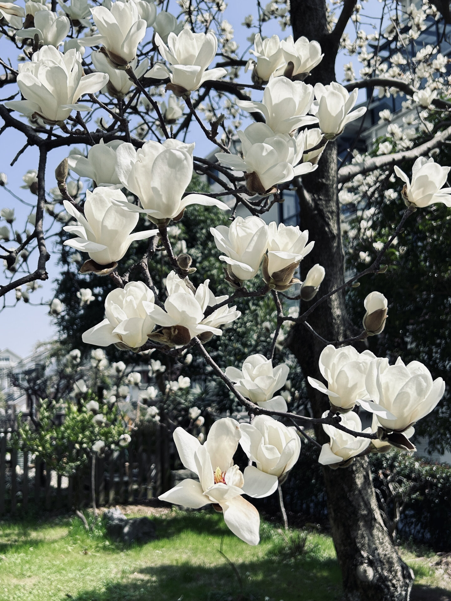 白兰花品种大全图片图片