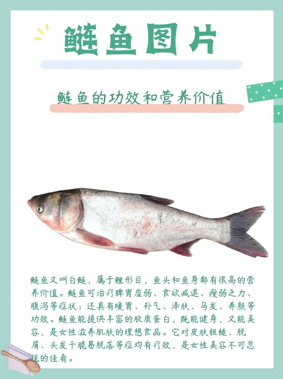 鲢鱼图片  鲢鱼啊,我感觉它真的是个宝藏鱼!