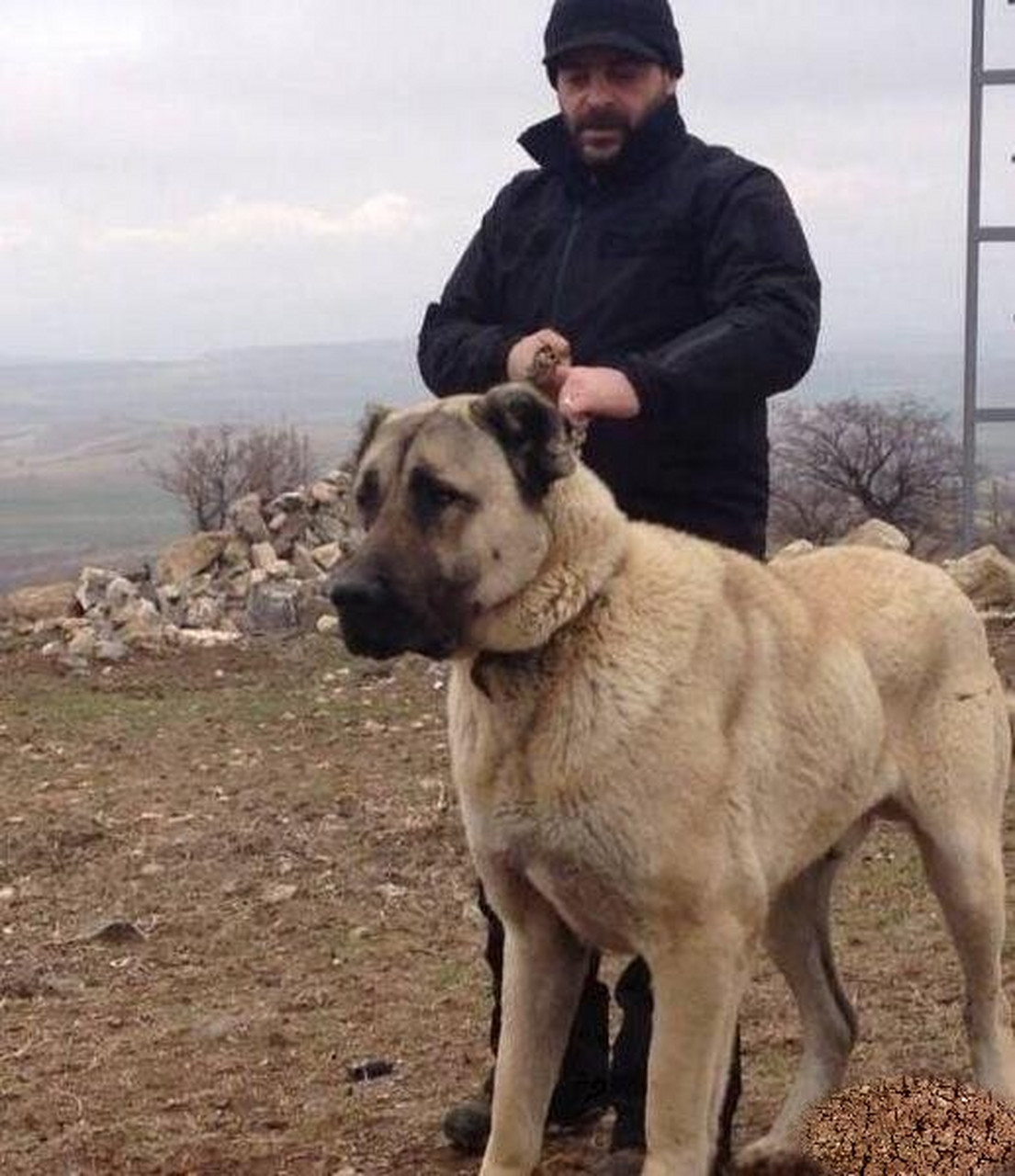 土耳其国宝犬图片