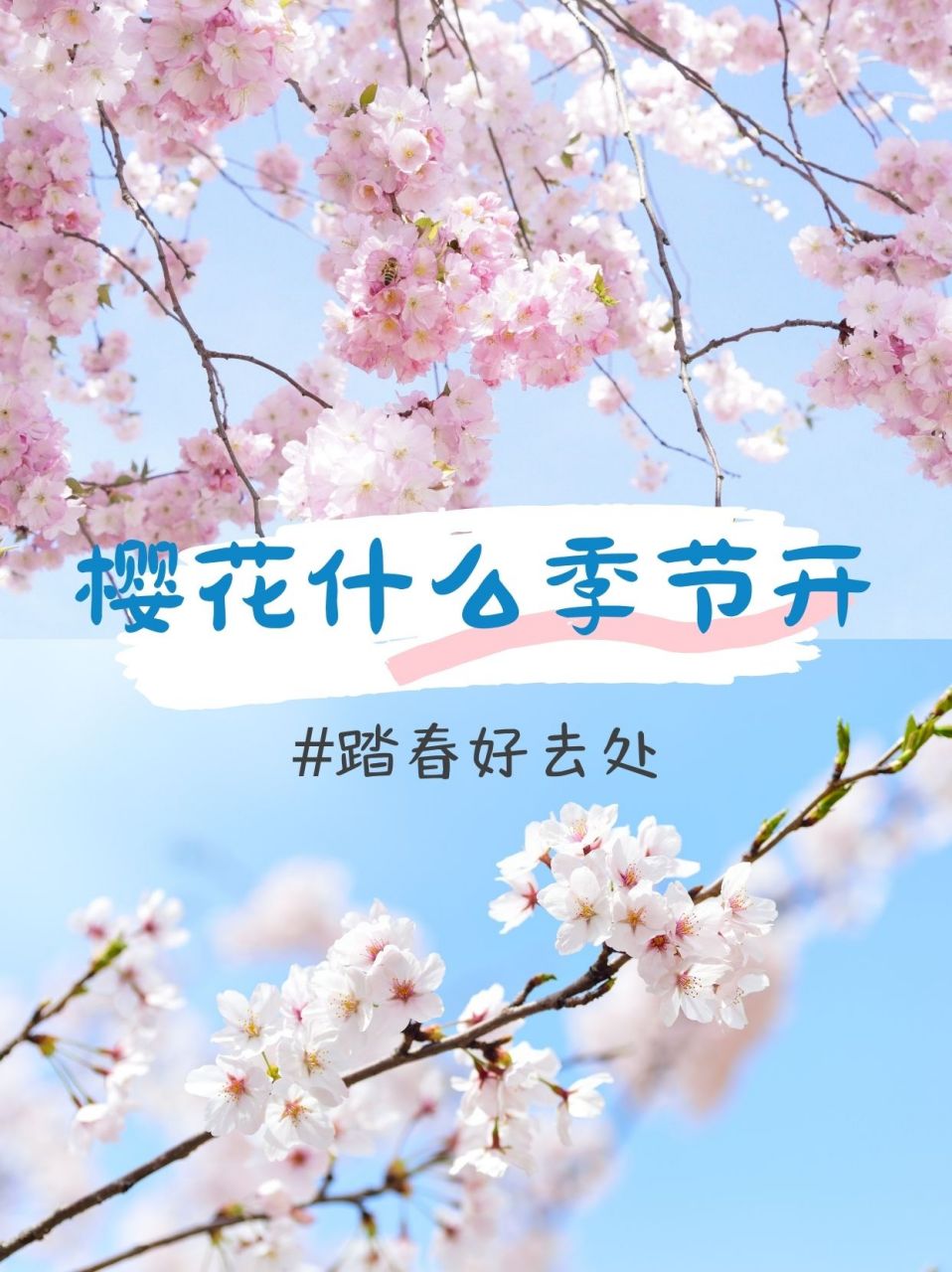 樱花什么季节开  樱花,可不仅仅是一种花那么简单哦.