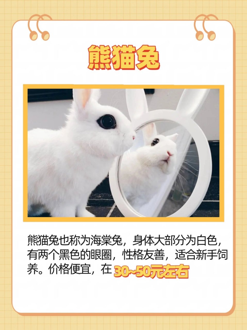 熊猫兔品种图片