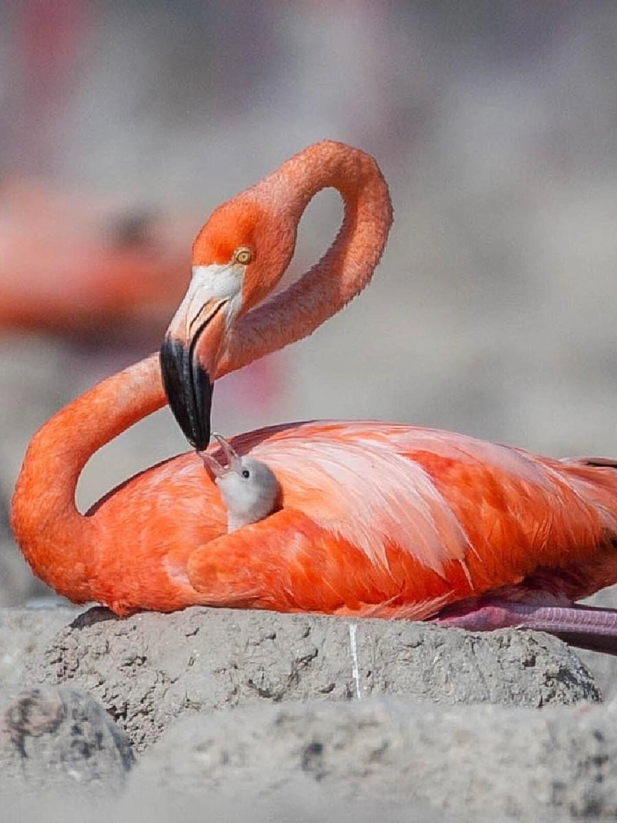 火烈鸟的食物主要