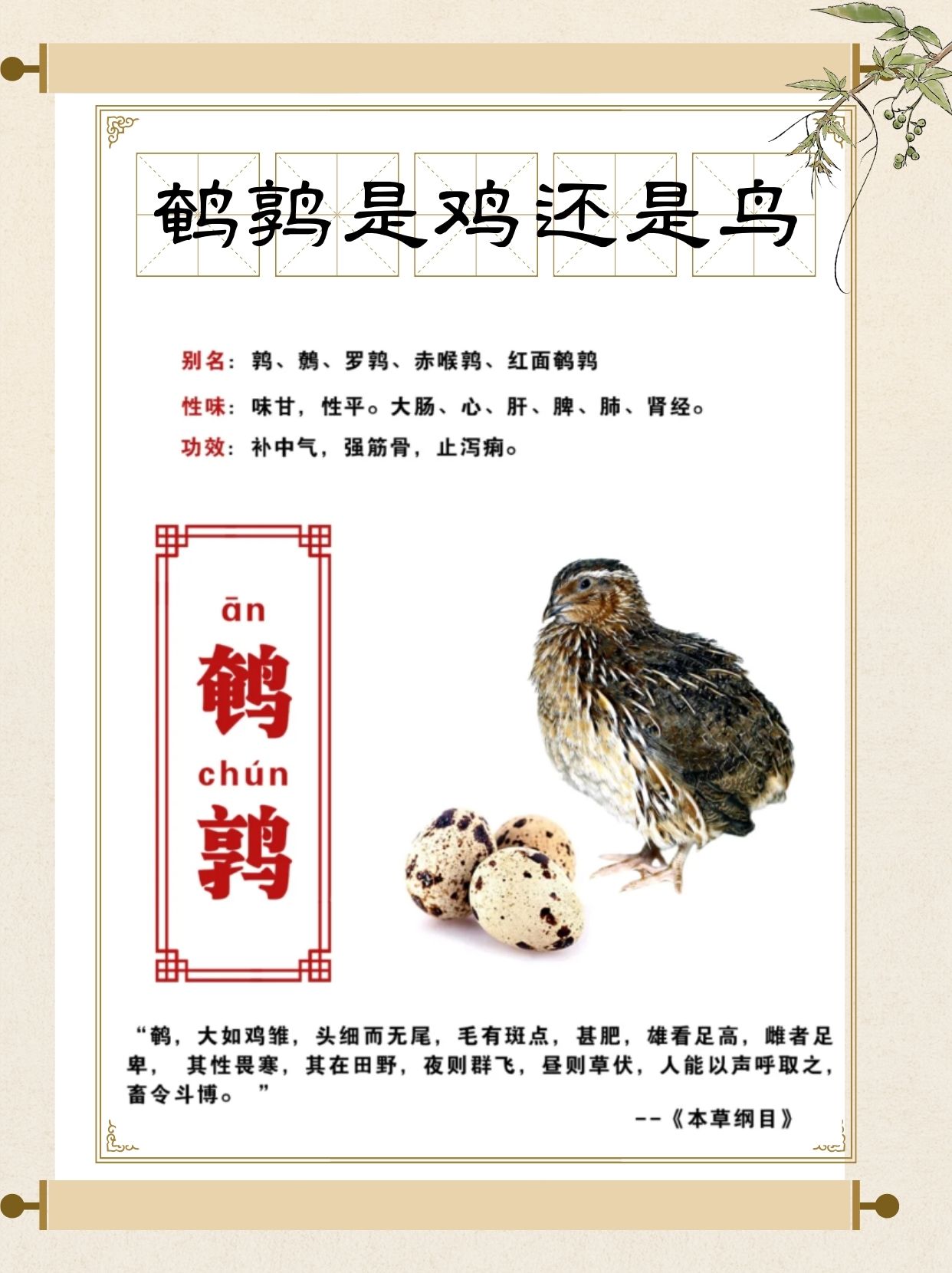 鹌鹑这小家伙,我感觉真是挺有意思的!
