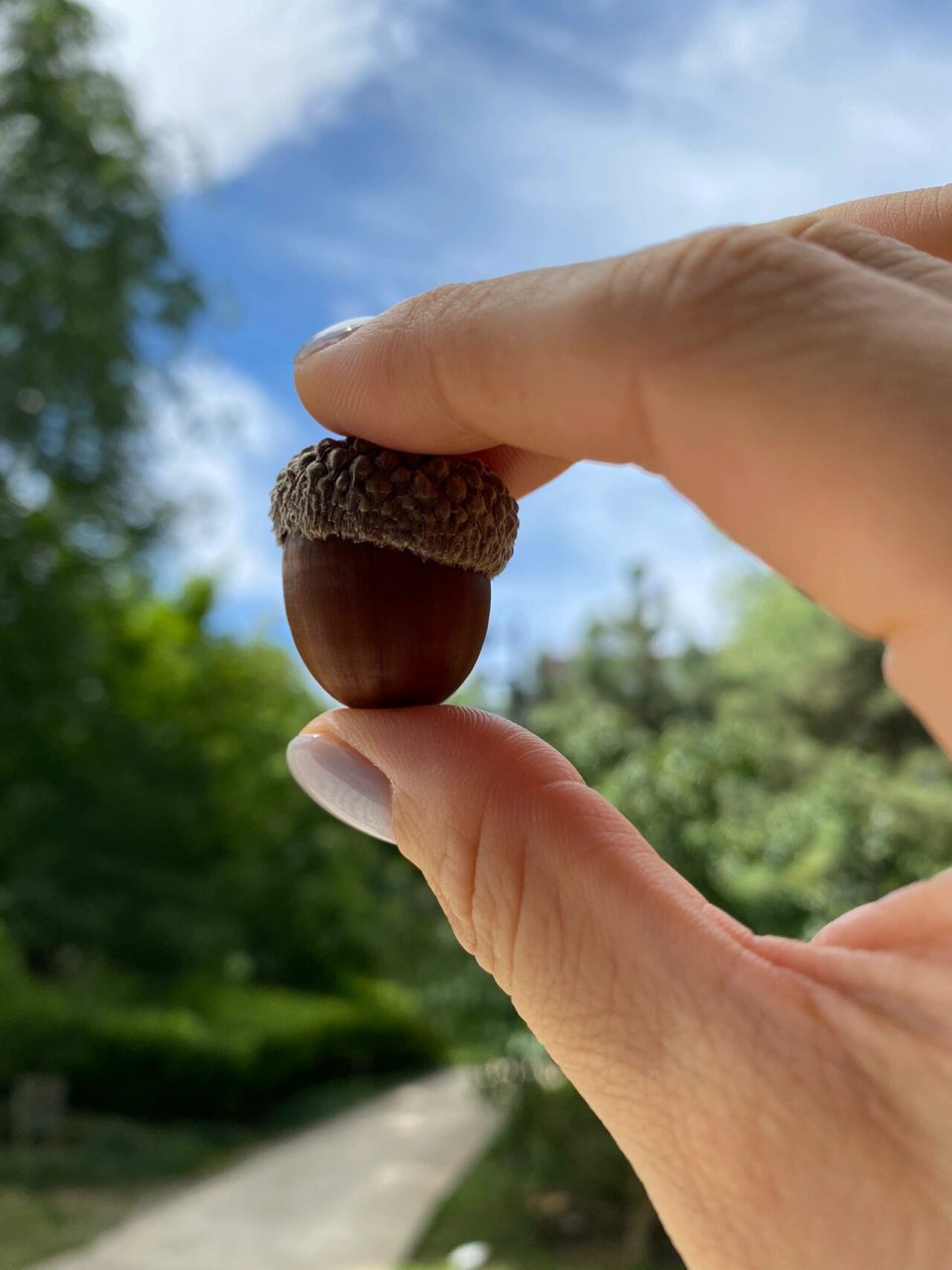 橡子果图片  02今天我才发现,图三的树木原来是橡树啊!