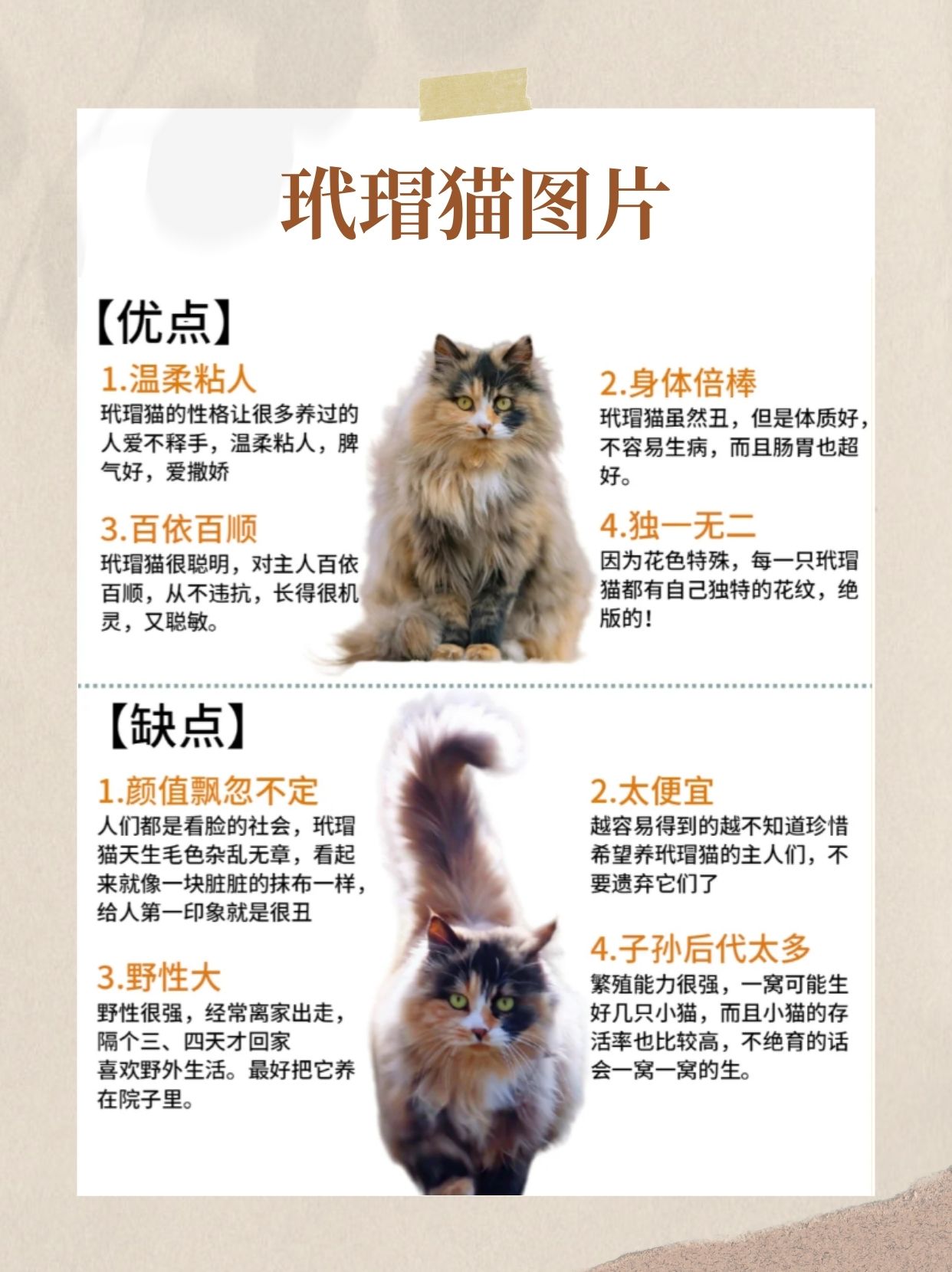 玳瑁可不是什么品种,它是一种独特的花色.