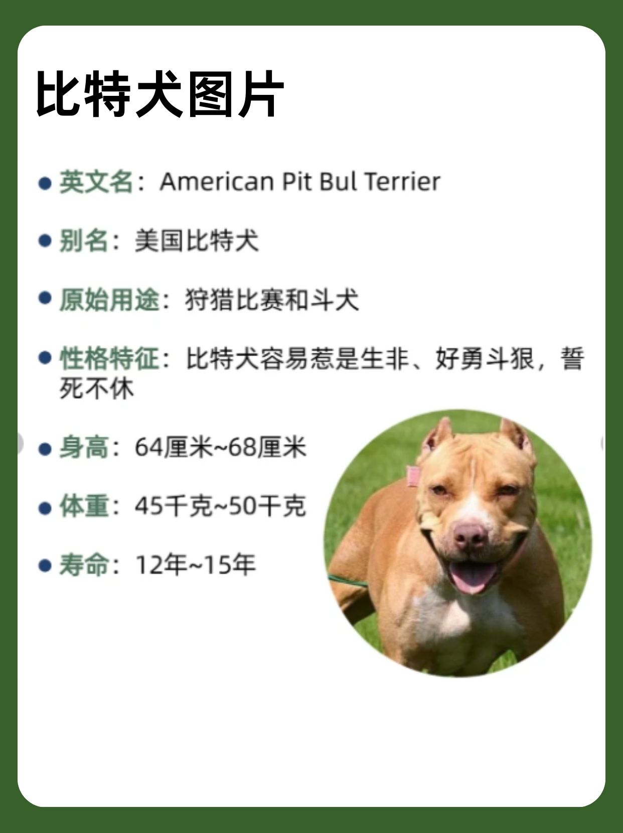 比特犬图片 比特斗牛犬.这家.@成长助力者的动态