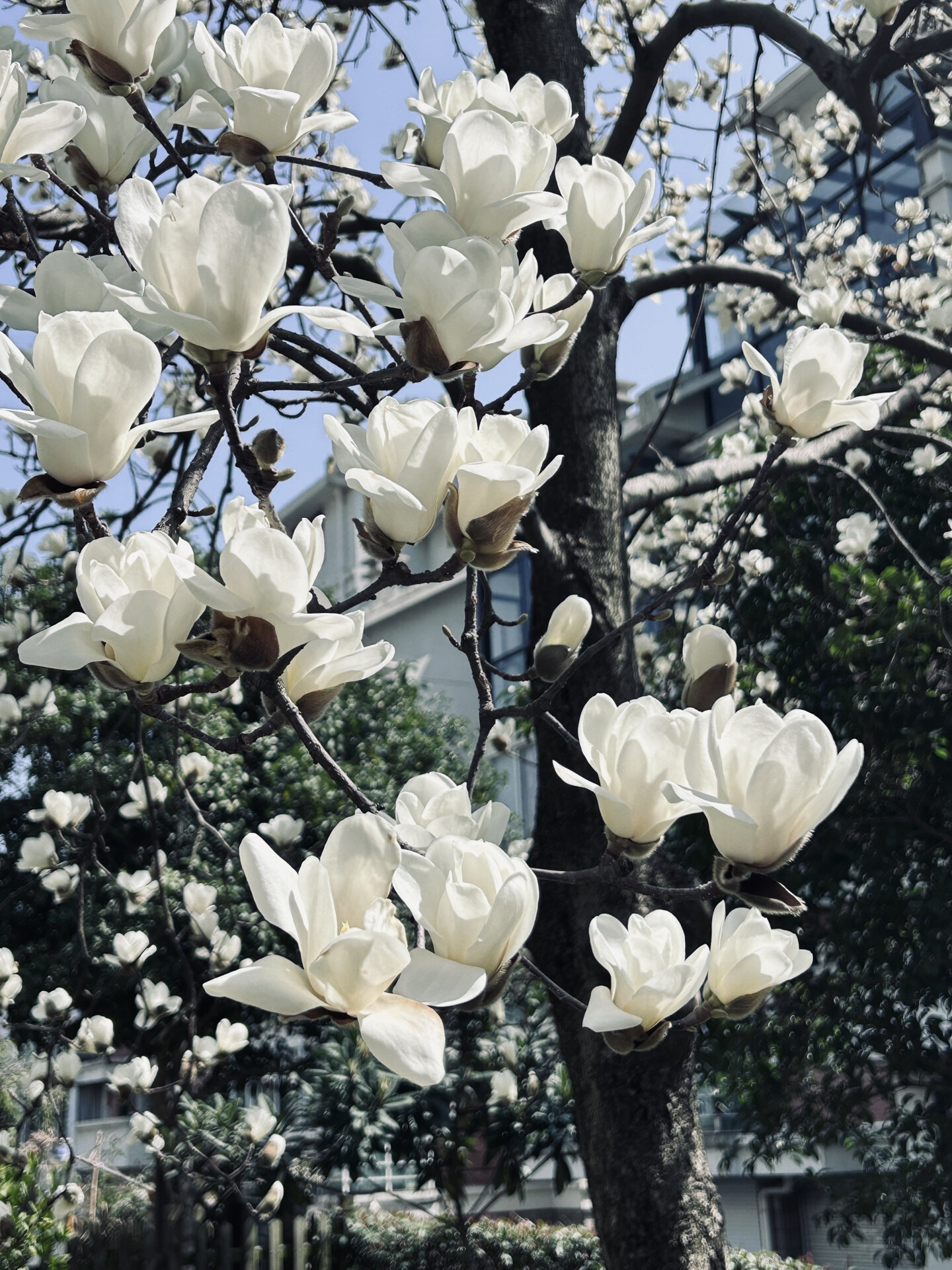 白兰花好看的图片真实图片