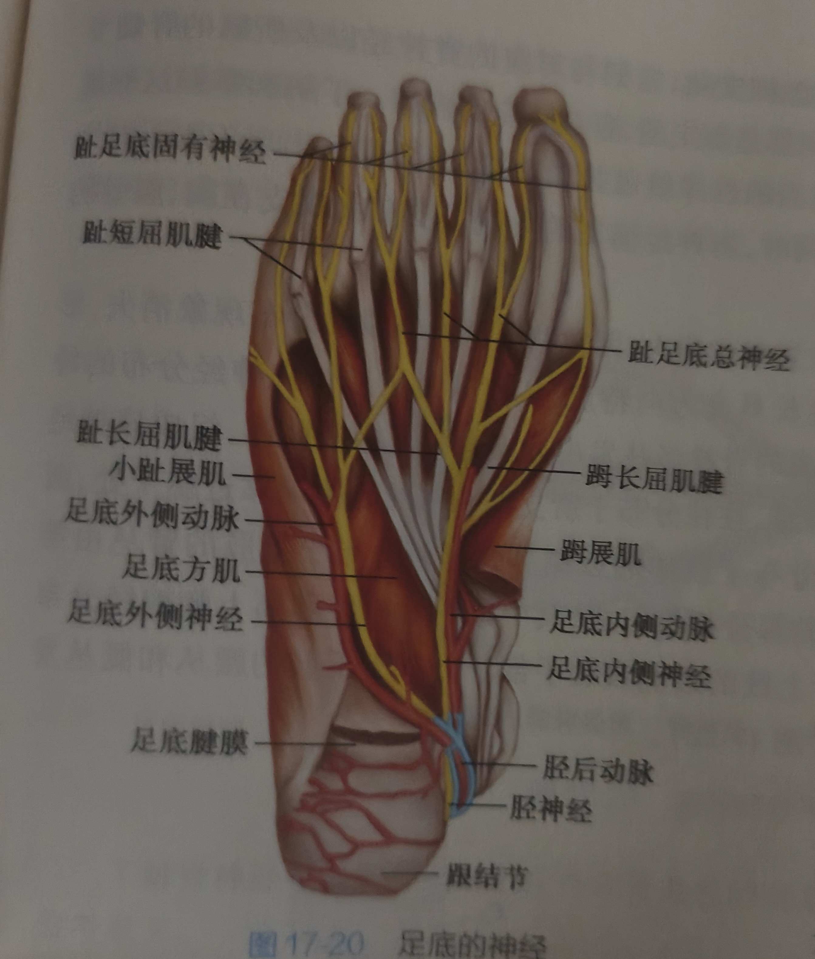 足底动脉解剖图图片