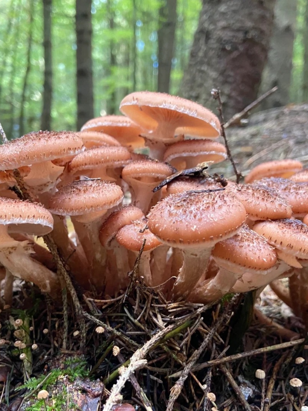 美味榛蘑图片 以前的我,每次.@瑜曦小吃货的动态