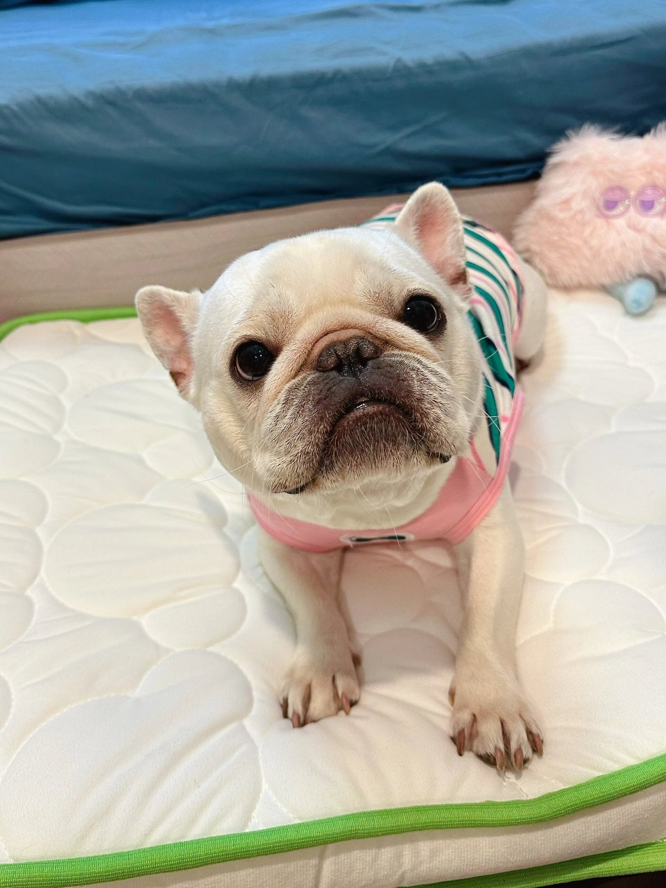 我一直想给自己买个乳胶床垫,结果还没等我享受,我家狗子先睡上了