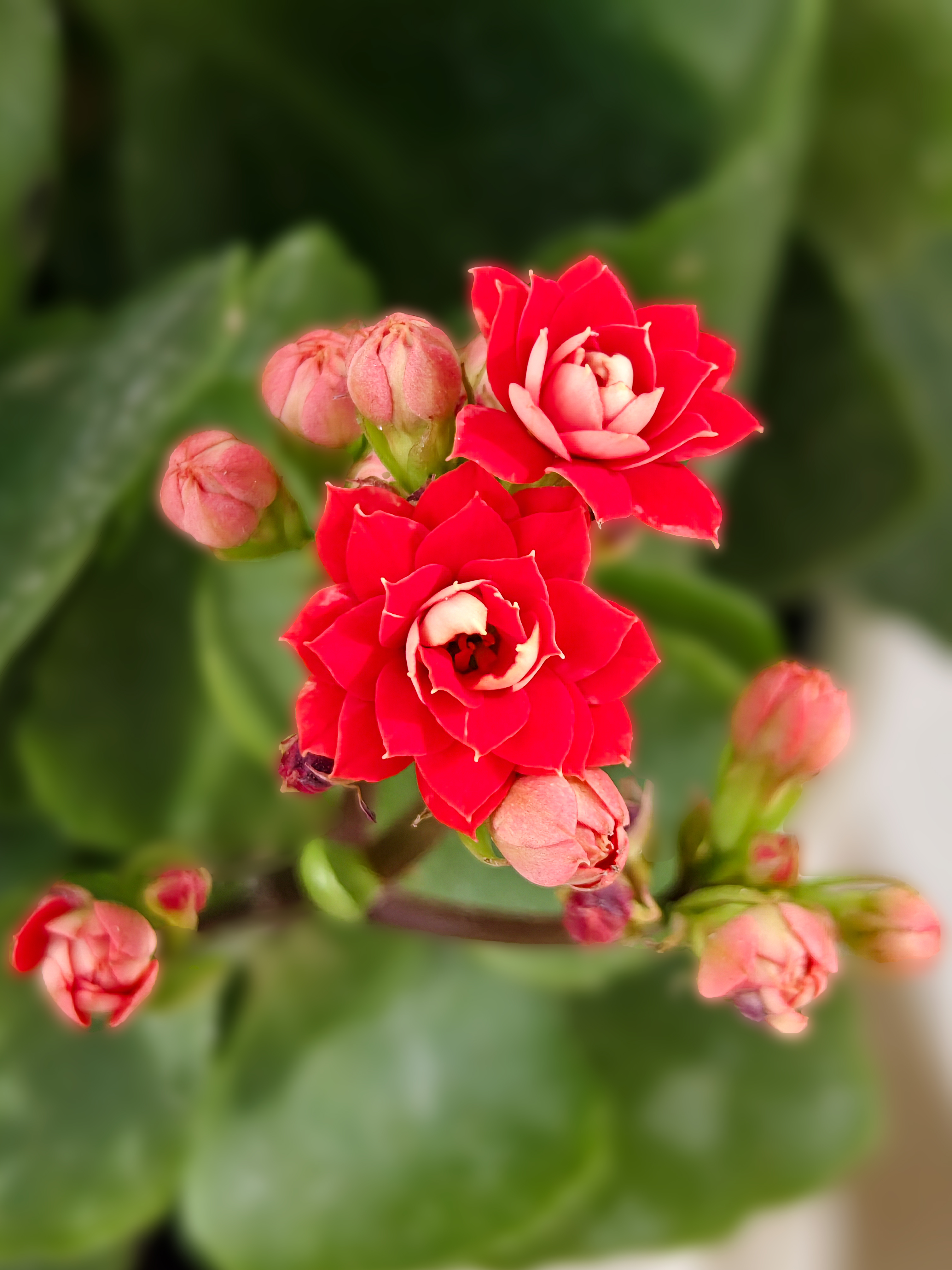 长寿花不仅花朵鲜艳,它的花期也挺长,可当做礼物送给老人,祝福老人