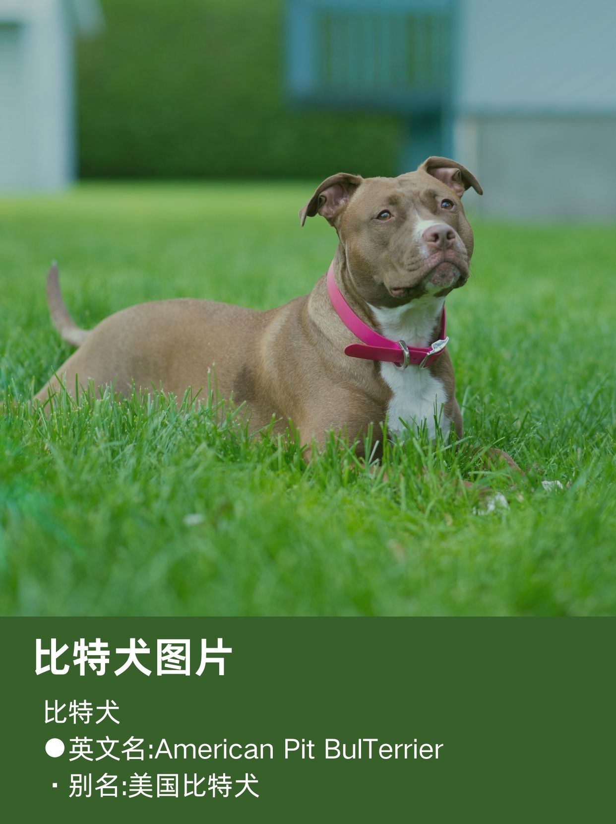 比特犬图片 比特斗牛犬.这家.@成长助力者的动态