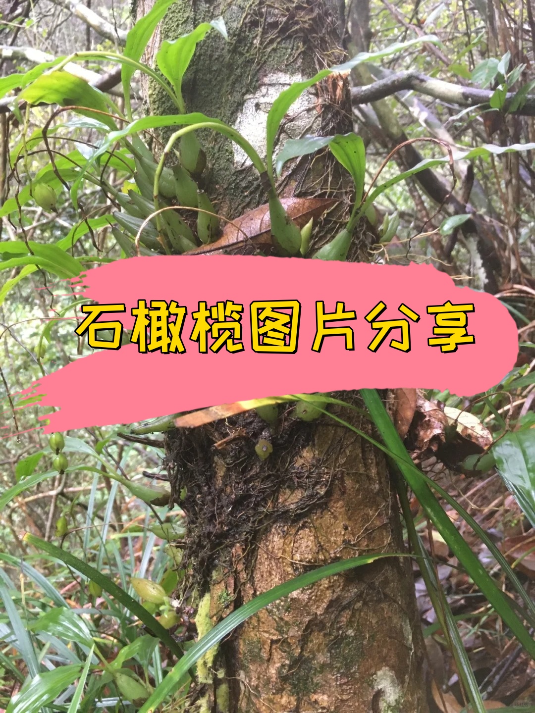 假石橄榄图片图片