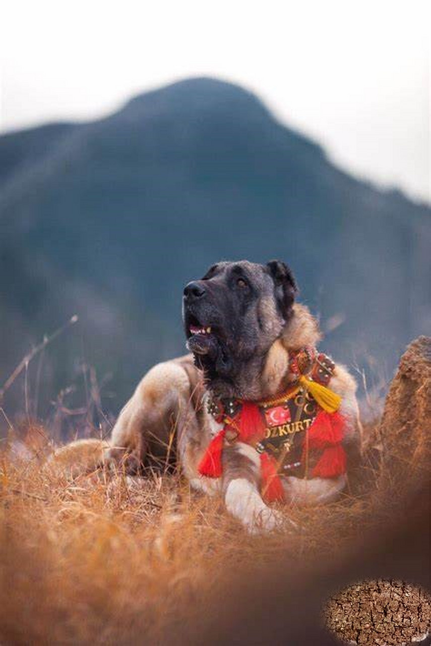 土耳其国宝坎高犬图片