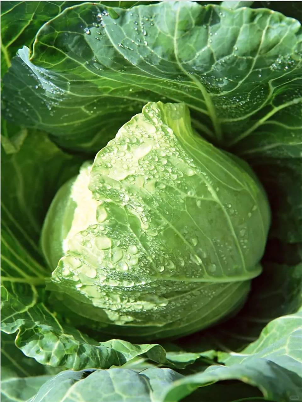 0294 卷心菜,这个我们日常餐桌上的常客,也被称为圆白菜,甘蓝
