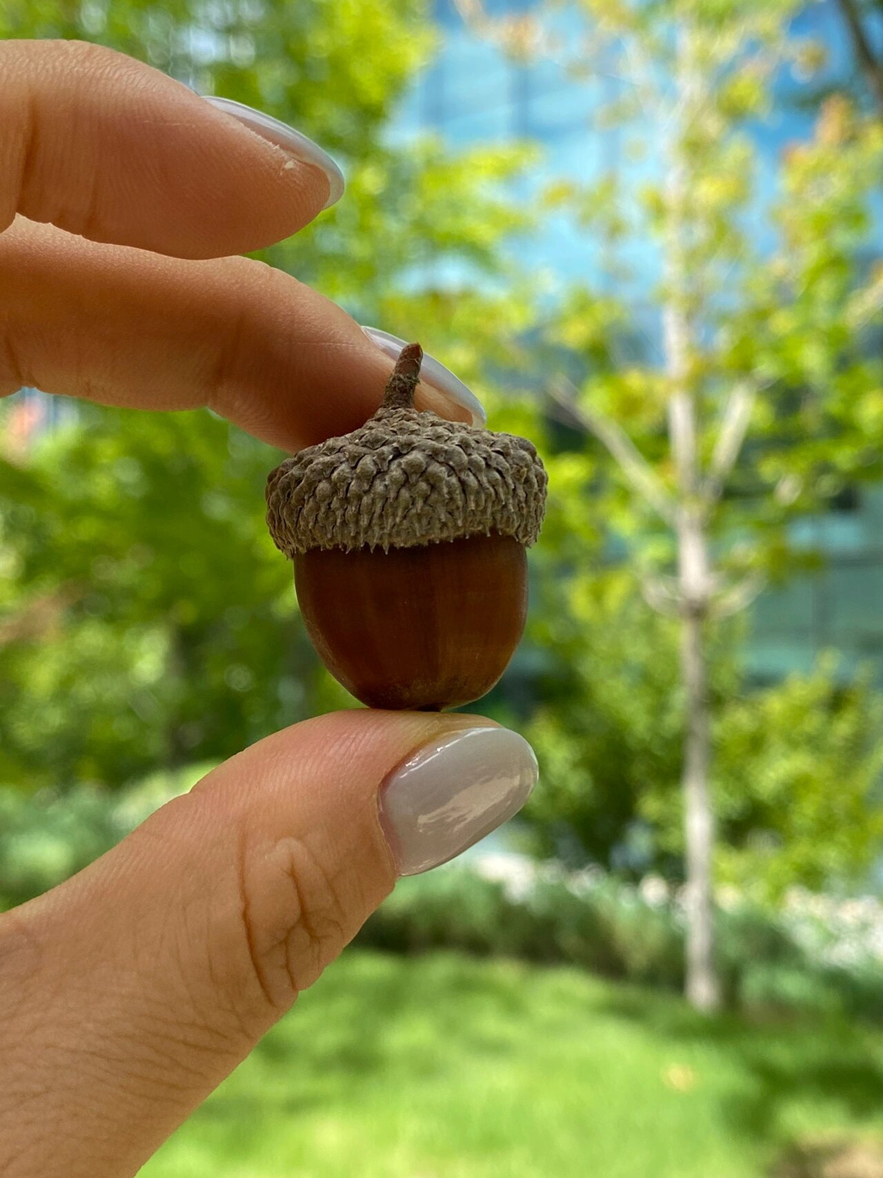 给你们看看脱掉帽子的橡果长什么样.不得