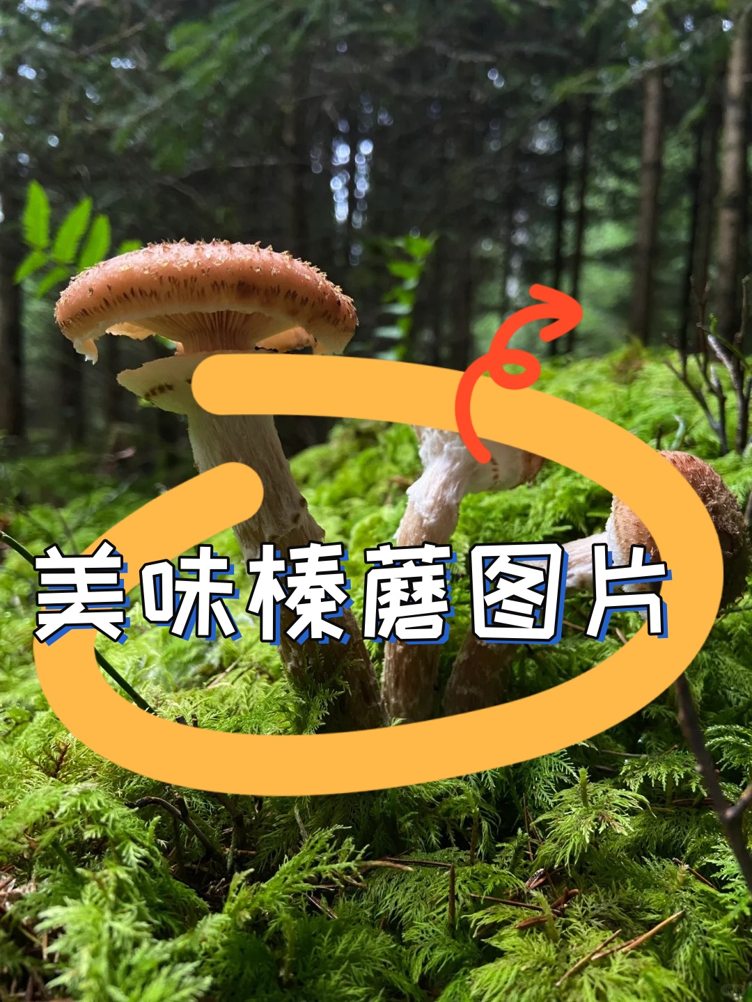 以前的我每次走进那片茂密的林子看到满地的榛蘑总