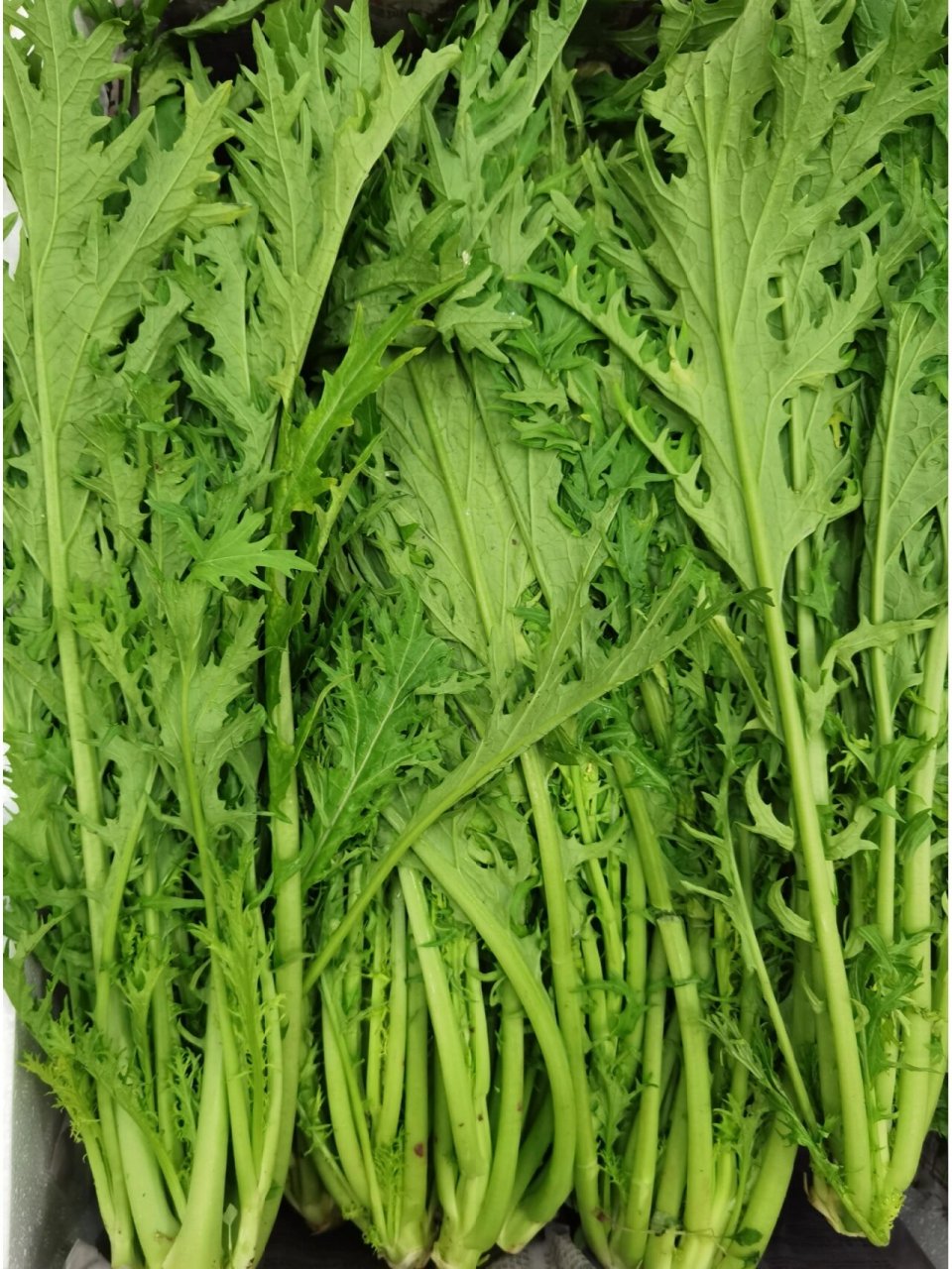 "04  01我就给他解释说,雪菜其实又叫雪里蕻,是一种来自中国南方