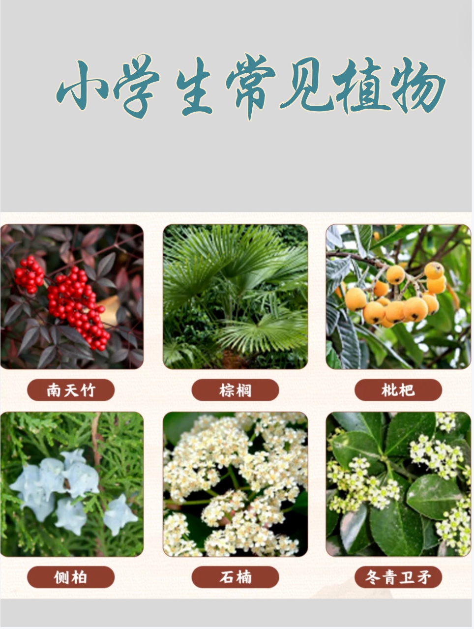 校园常见100种植物图片图片