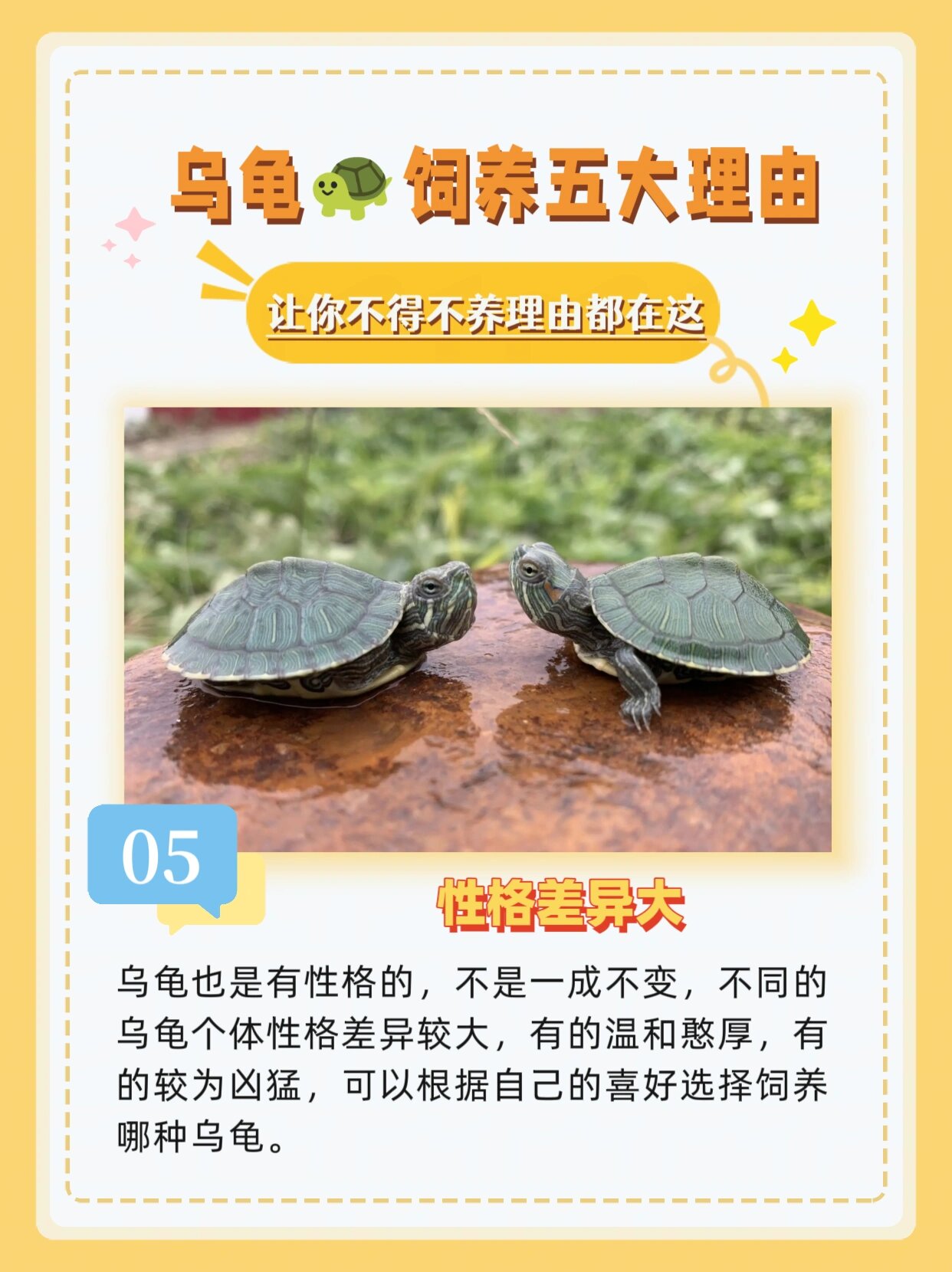 1 食量小,易存活:乌龟的食量很小,不需要每天喂食,而且它们很容易