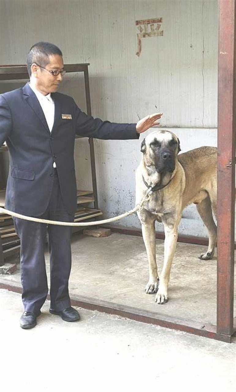 土耳其国宝犬图片