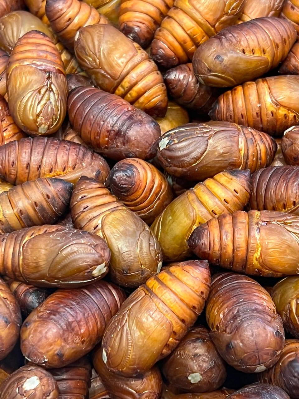 04你们看这些蚕蛹,蠢萌蠢萌的!99  它们居然还动了!