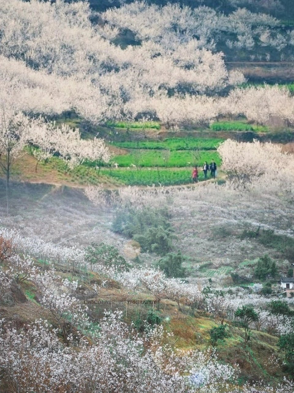 西乡樱桃沟最美赏花之旅  我今天要给你们分享一段我在西乡樱桃沟的