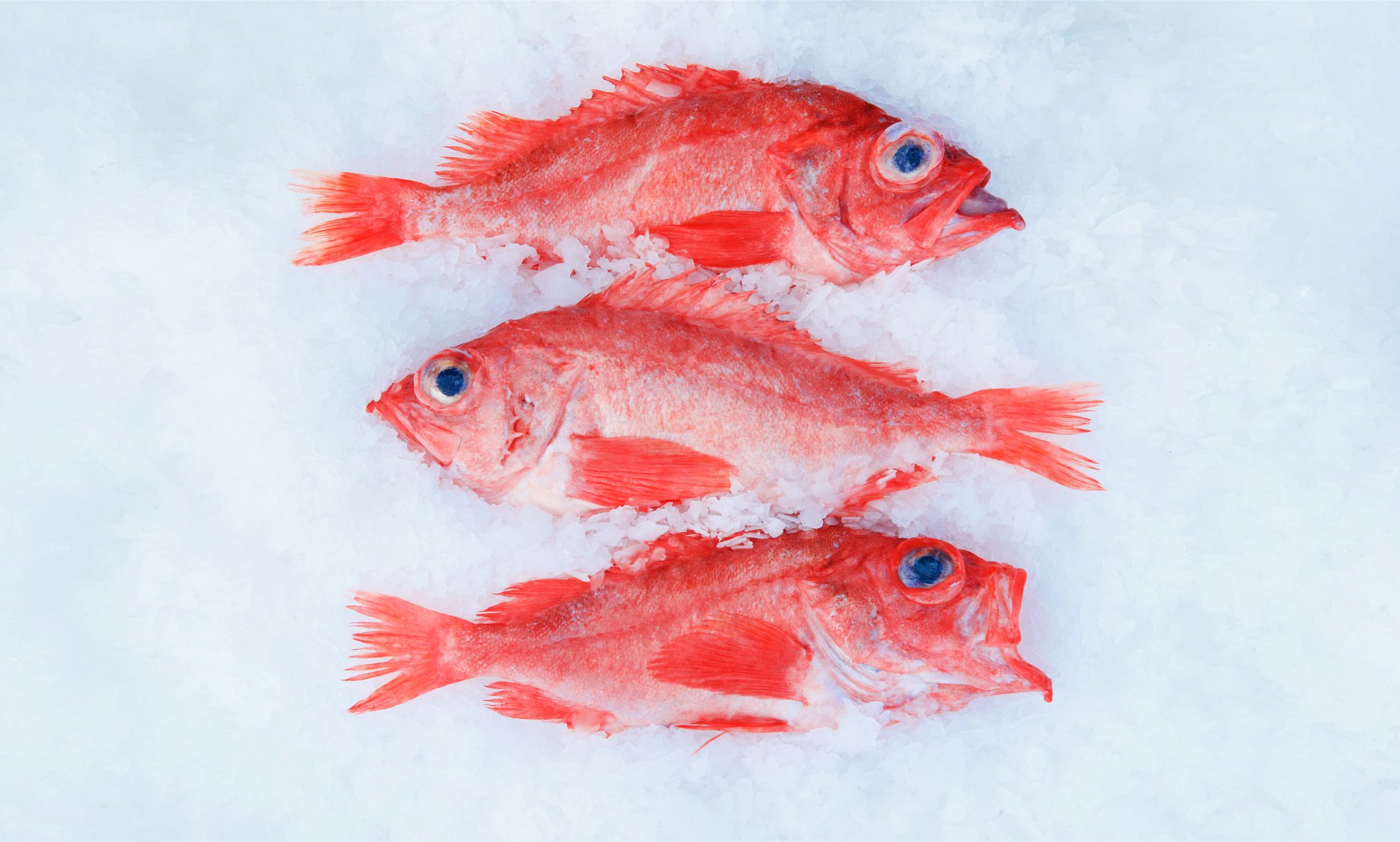 红鱼  红鱼通常指的是红鳍笛鲷(lutjanus erythropterus),属于笛鲷科