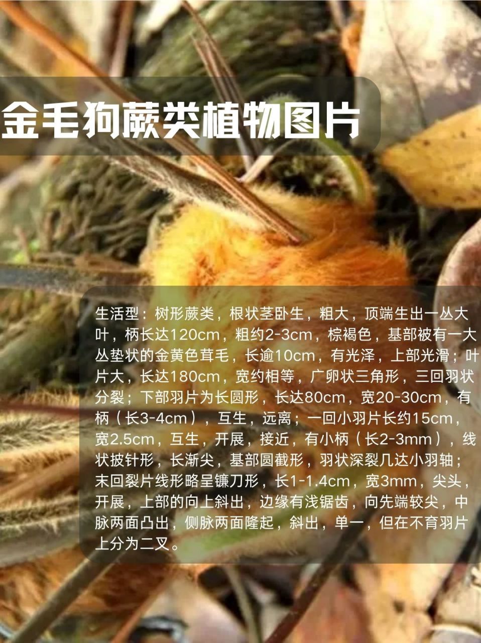 金毛狗蕨是什么植物图片