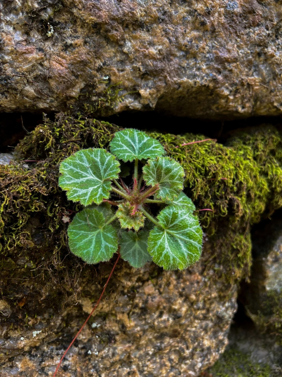 虎耳草 虎耳草又叫金线吊芙蓉,老虎草,一年到头都能观赏它的叶子和叶