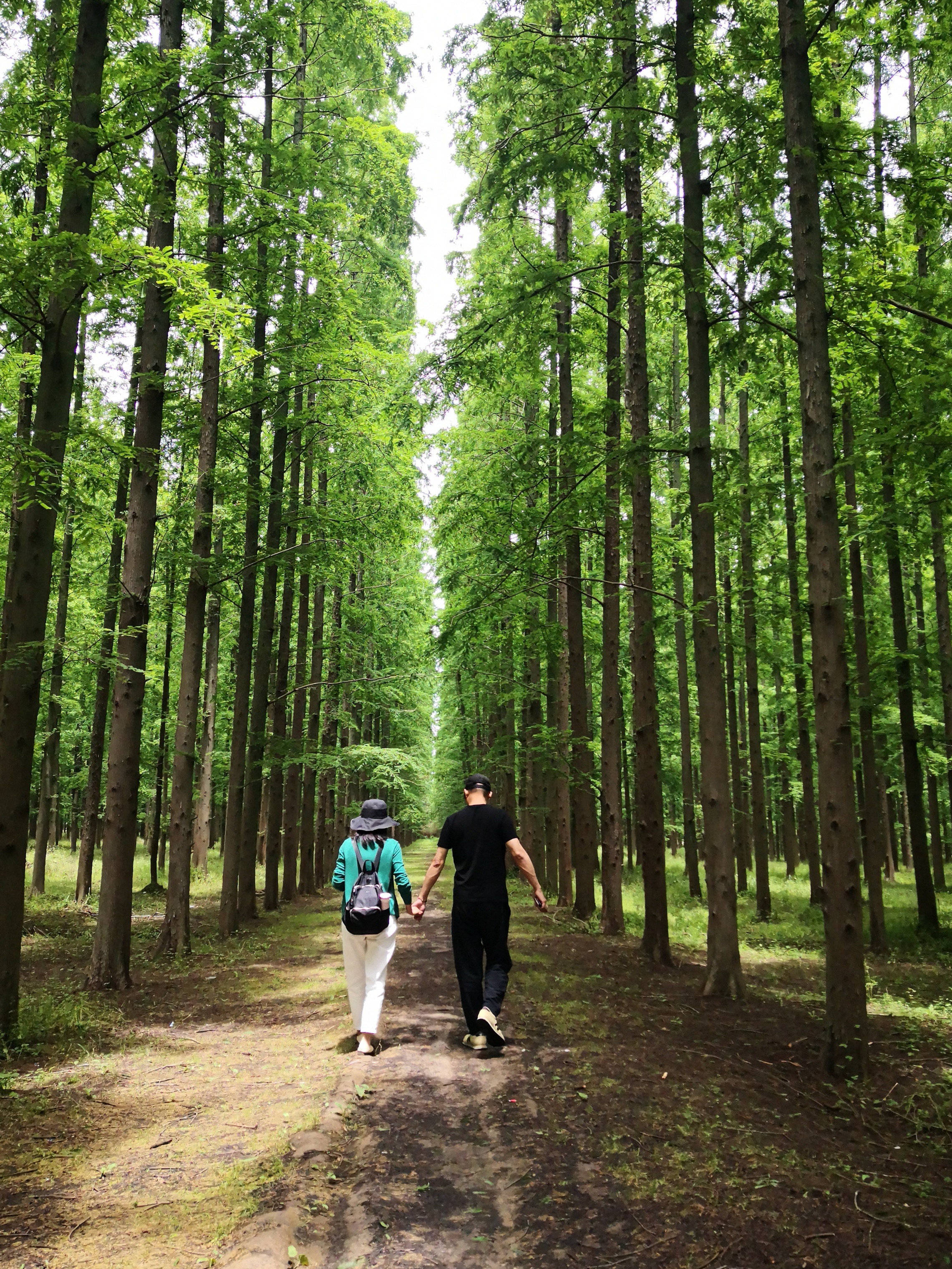 上海崇明岛旅游攻略景点必去