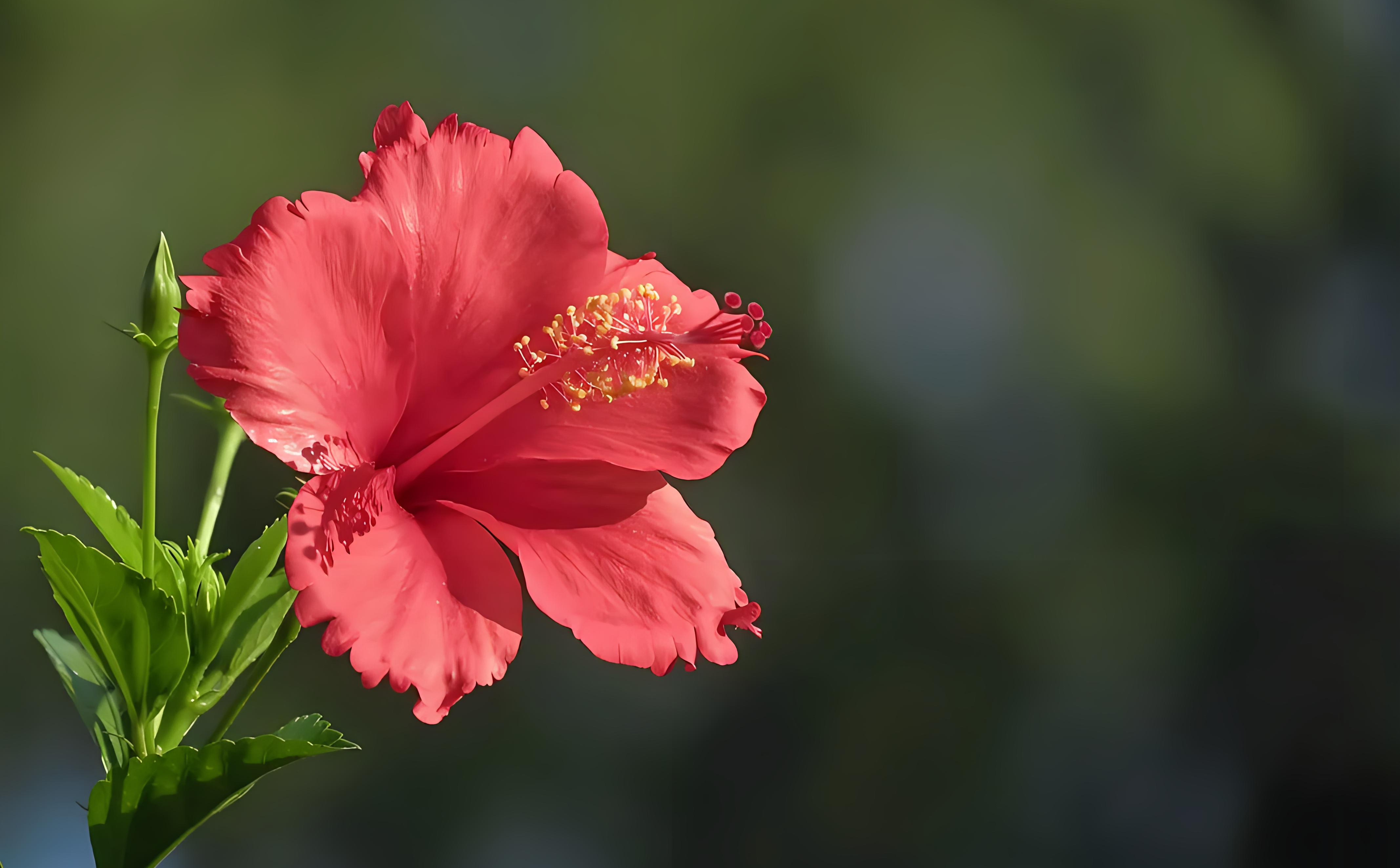 扶桑花春季的养护方法