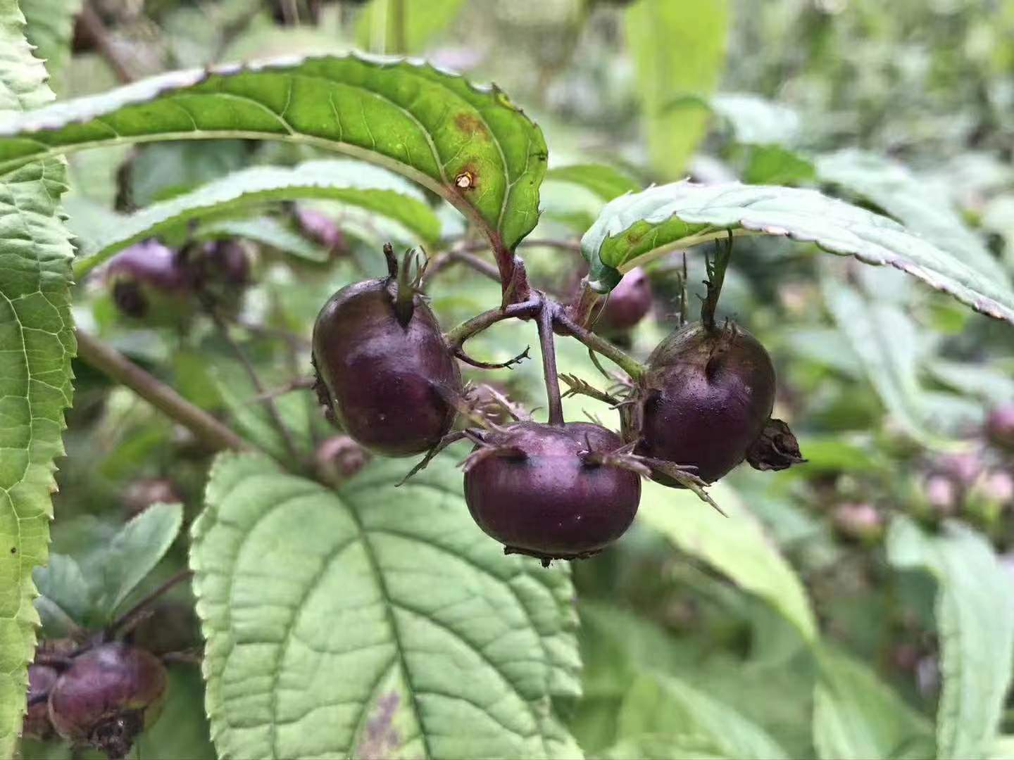红果参,新型水果,口感酸甜爽脆