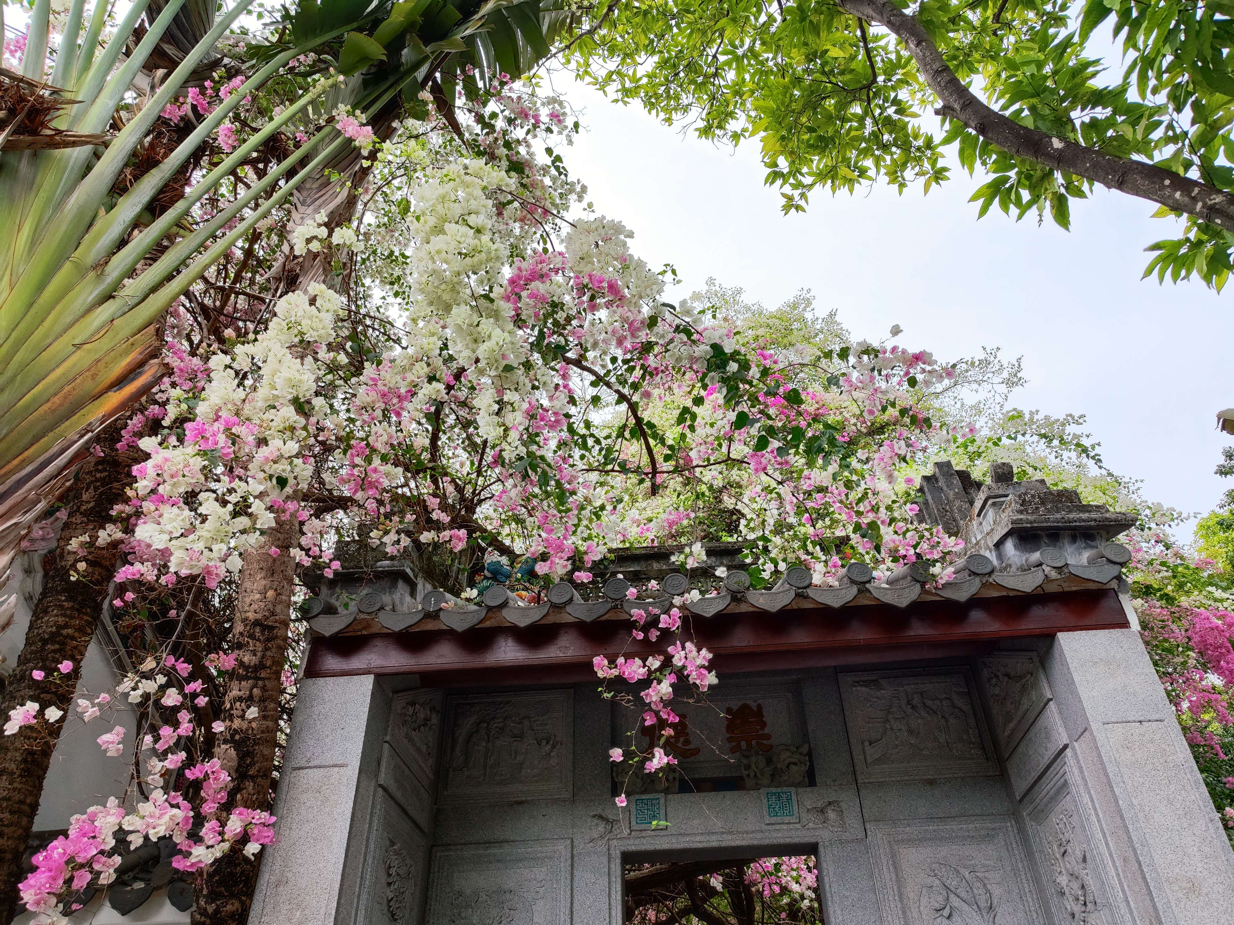 深圳花卉博览园门票图片