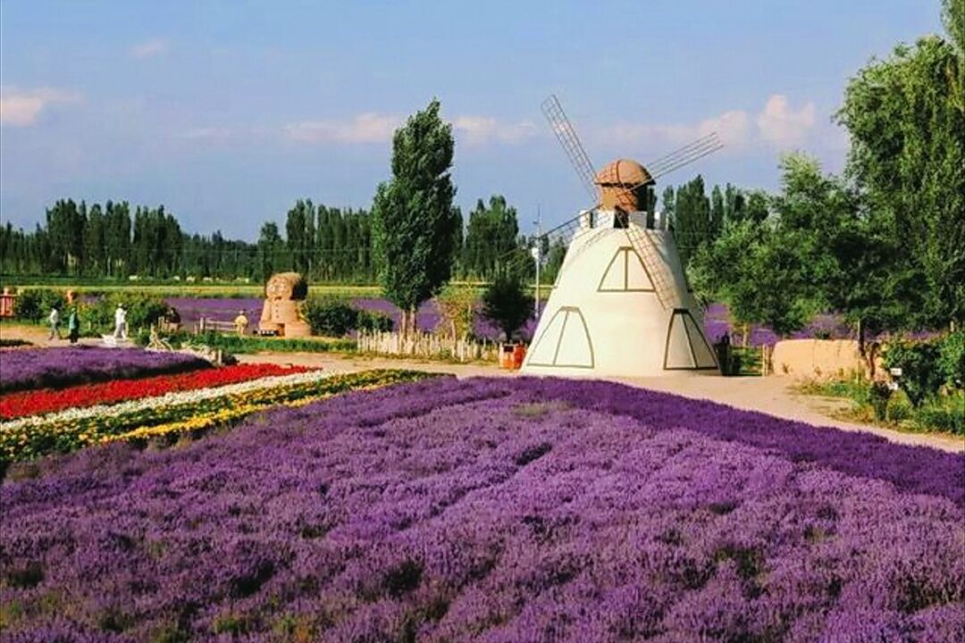 新疆"霍城薰衣草"