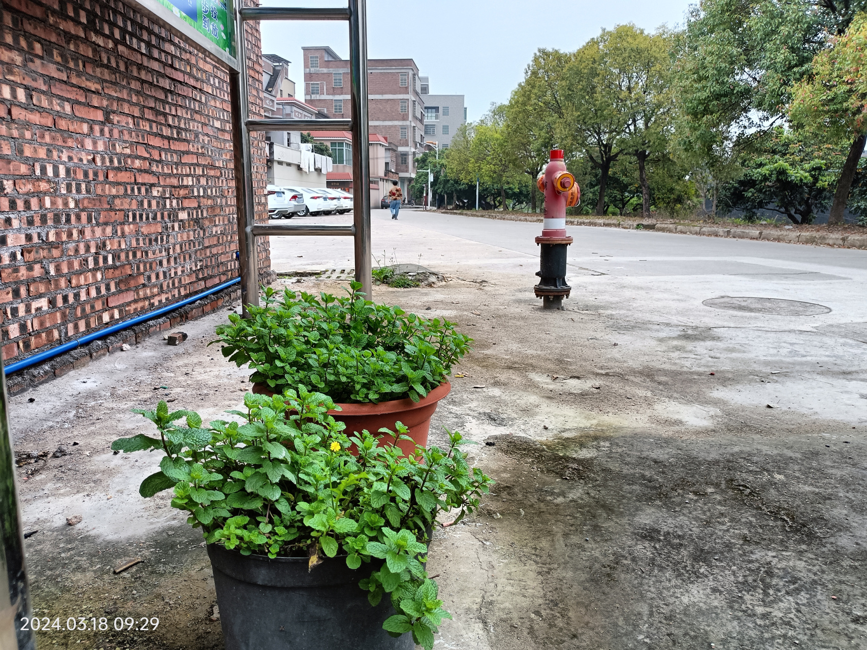 香花菜与薄荷的图片图片