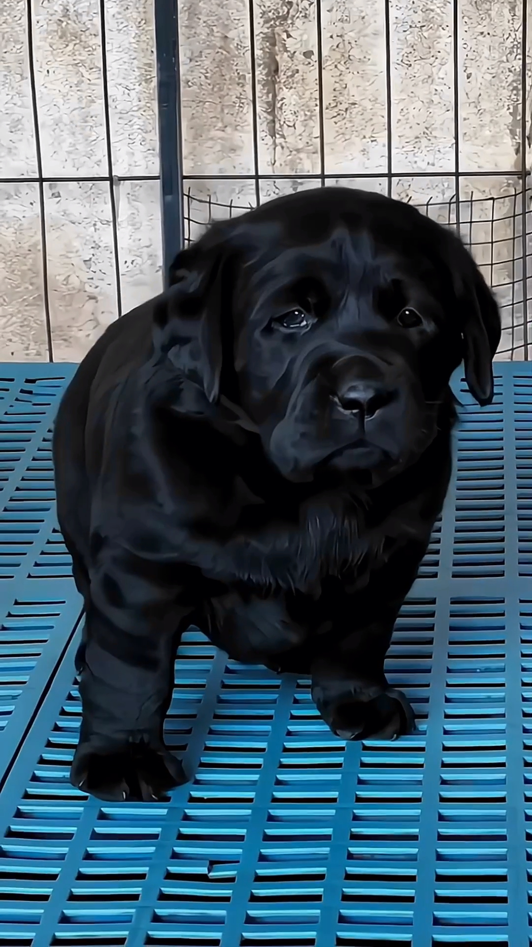 精品拉布拉多幼犬