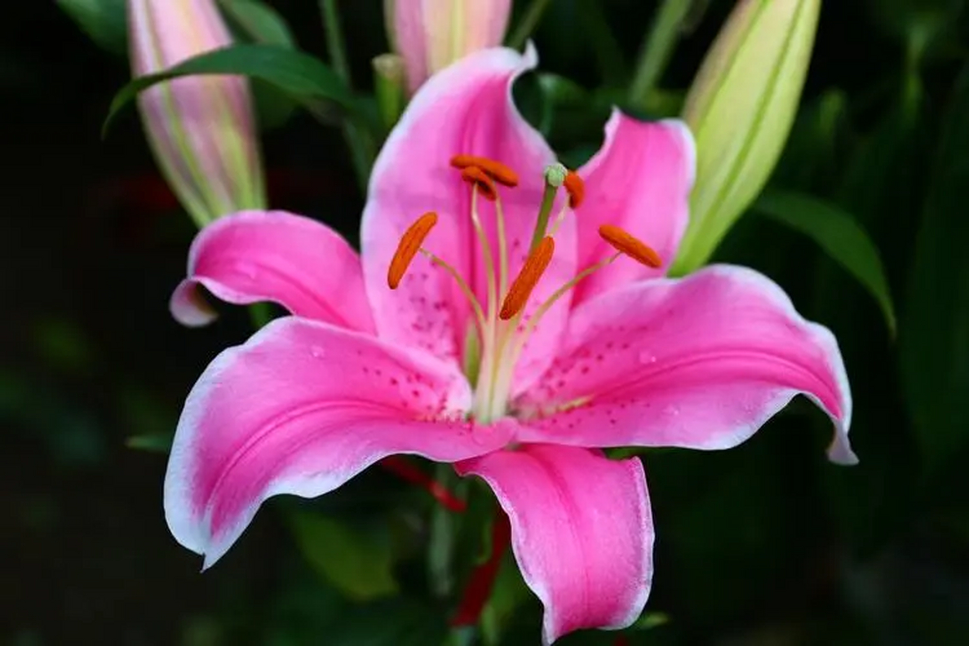 百合花是百合科的一种植物,具有观赏和药用价值.