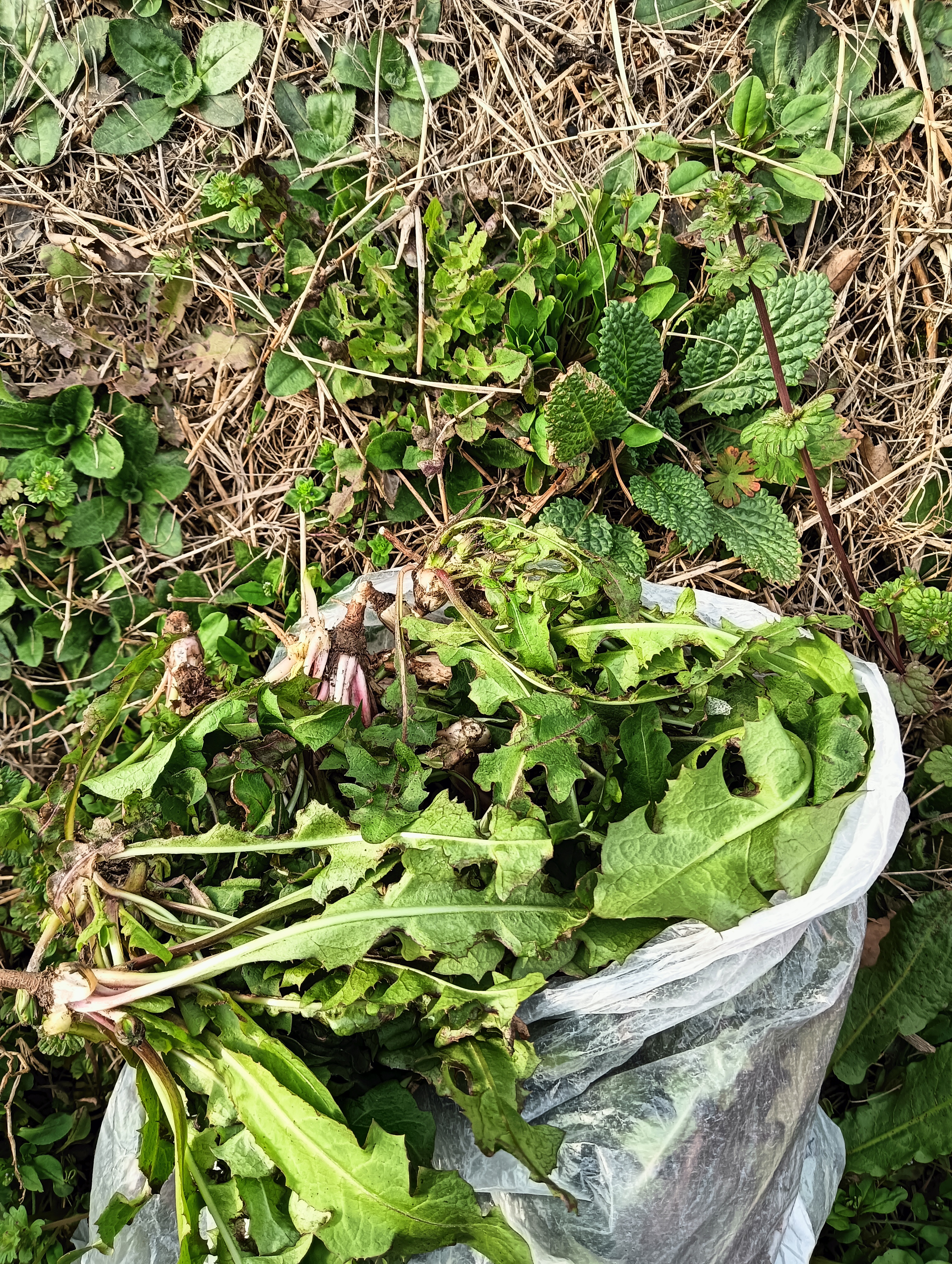 挖了一点蒲公英回家晒干烧水喝可以去肝火