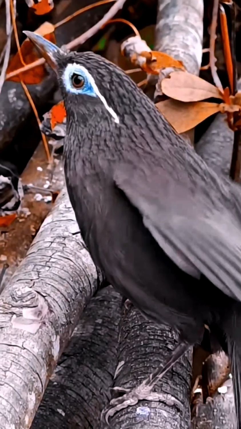 黑画眉鸟扇翅膀叫