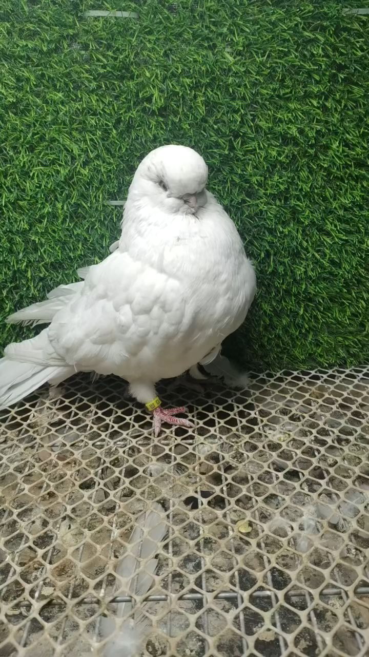 白寿星鸽子一只,看这头多大,喜欢的来