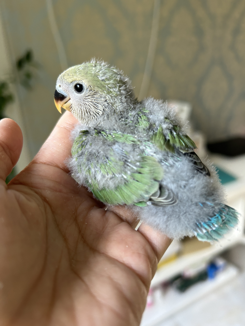 绿金顶小的时候像个黑煤球  #鹦鹉# #萌宠# #手养鹦鹉# #牡丹鹦鹉
