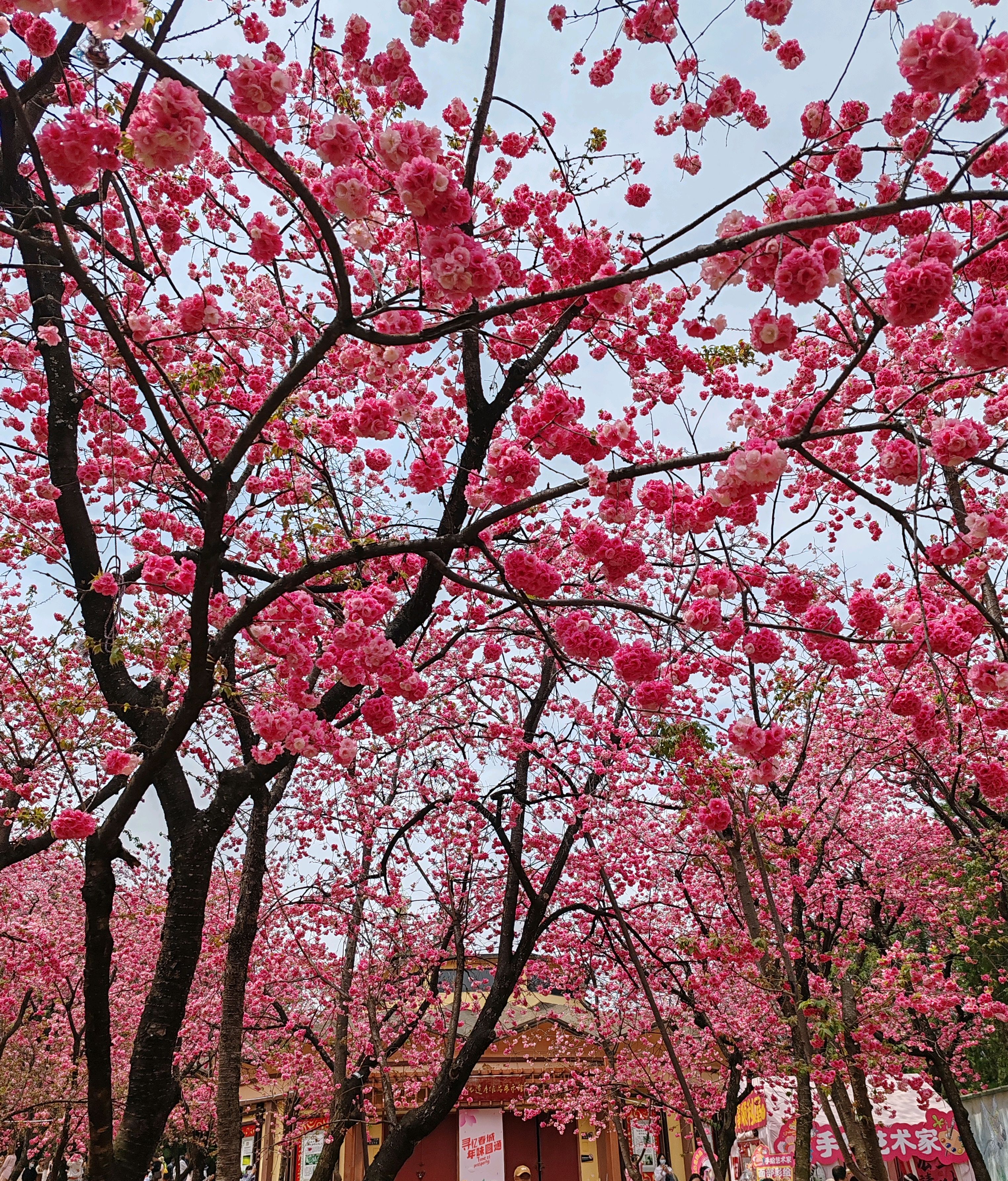 云南追花攻略#现在正是昆明樱花盛开的季节,大路上公园里凡是有樱è