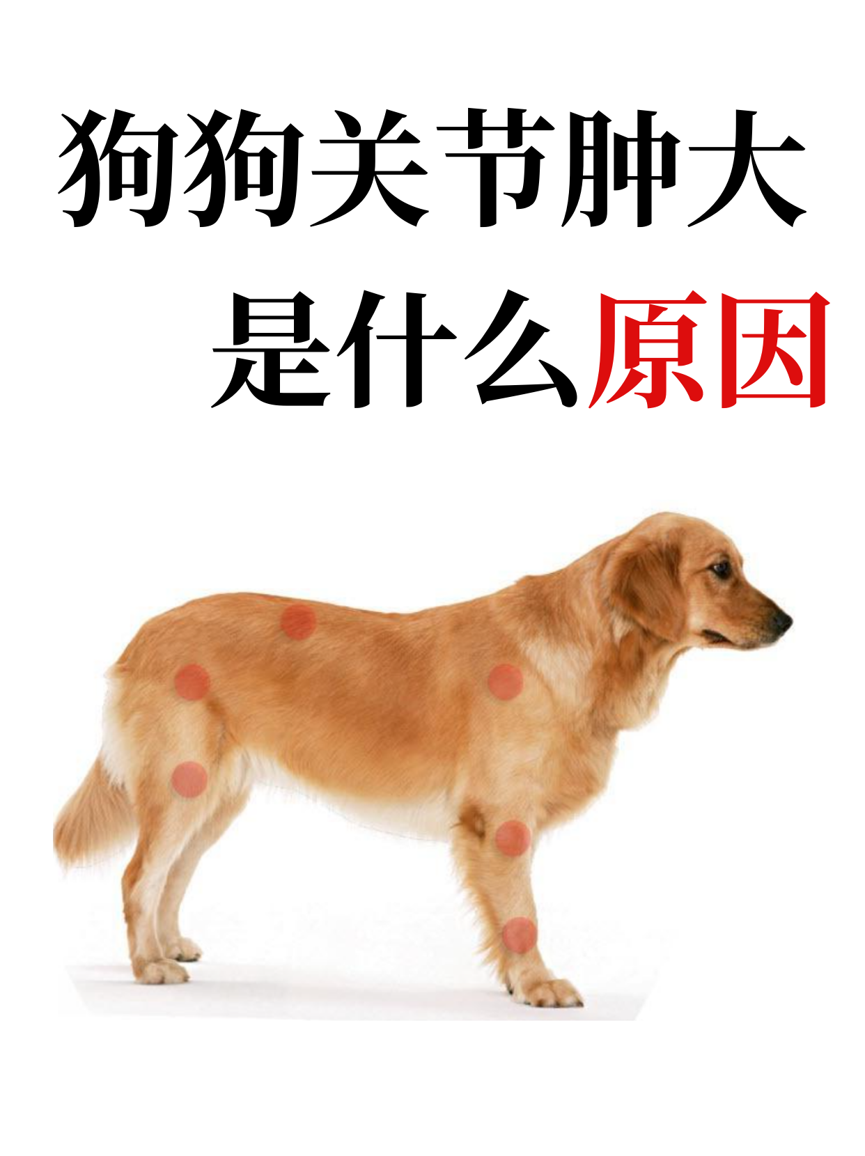 狗狗关节肿大都是什么原因?