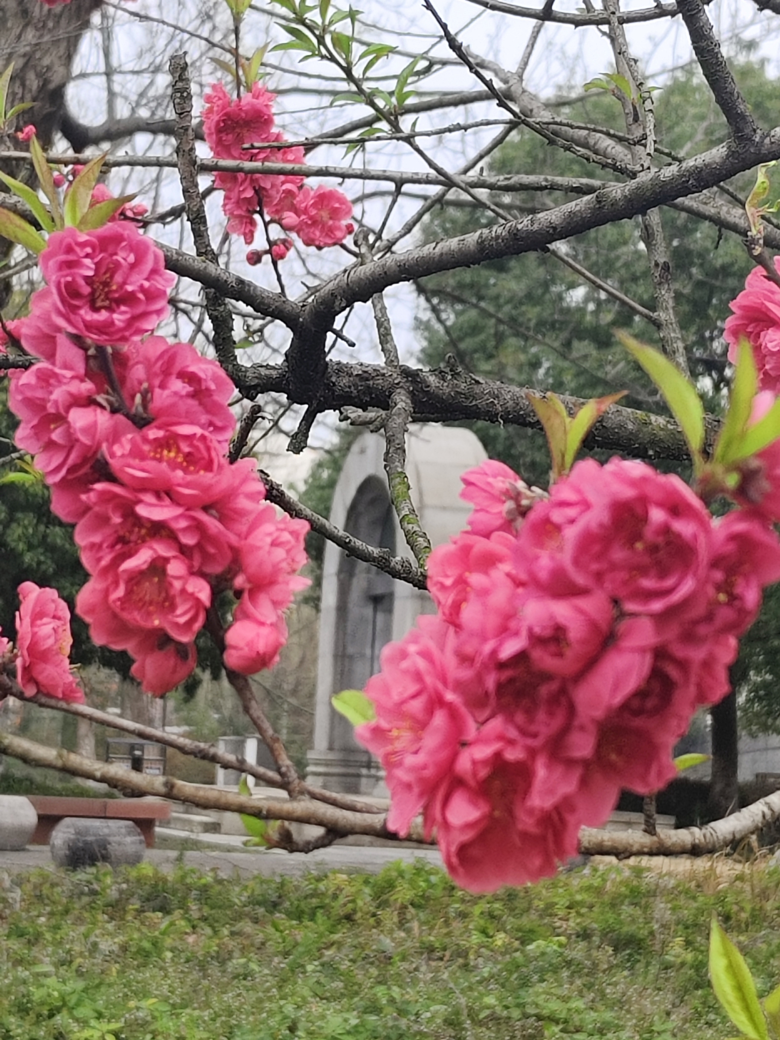 休闲时光走进大自然偶遇碧桃花开美如画